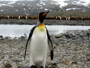 Königspinguin Südgeorgien Antarktis