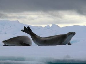 Robben in der Antarktis