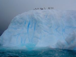 Adeliepinguine in der Antarktis
