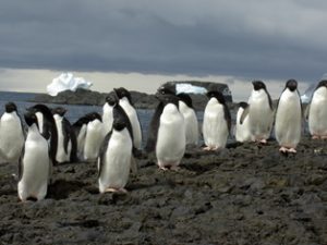 Adelie Pinguine in der Antarktis Kalenderbild