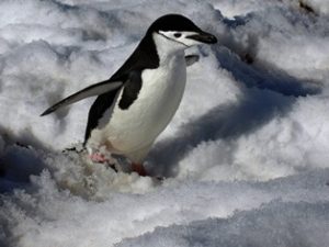 Zügelpinguin in der Antarktis