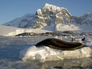 Seeleopard und Raubmöven vor Port Lockroy Antarktis