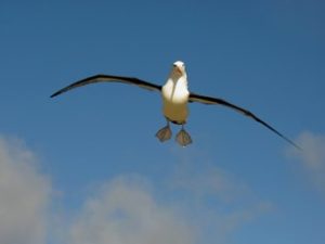Albatros auf News Island Falklandinseln / Malvinas