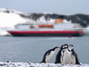 Antarktis Pinguine Hurtigruten