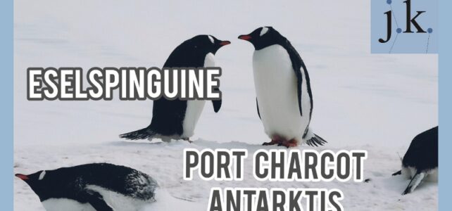 Pinguine besuchen in Port Charcot port charcot pinguine antarktis